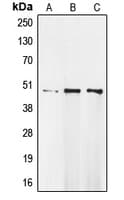 Polyclonal Rabbit anti-Human MOK / RAGE Antibody (Internal, IF, WB)