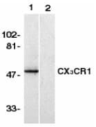 CX3CR1 Antibody