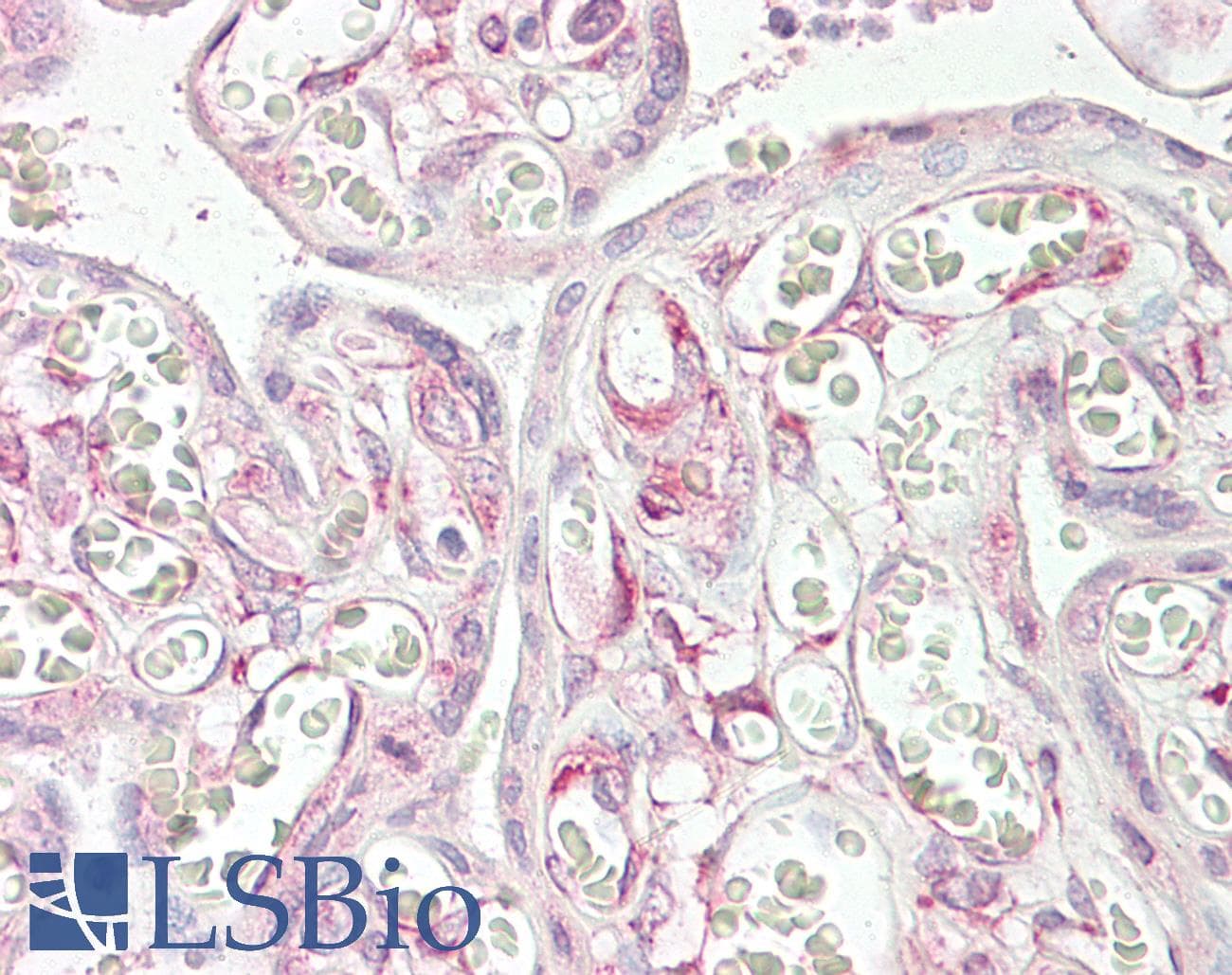 IHC-plus™ RARRES3 Antibody (aa124-136)