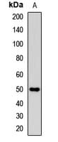 SELPLG / PSGL-1 / CD162 Antibody