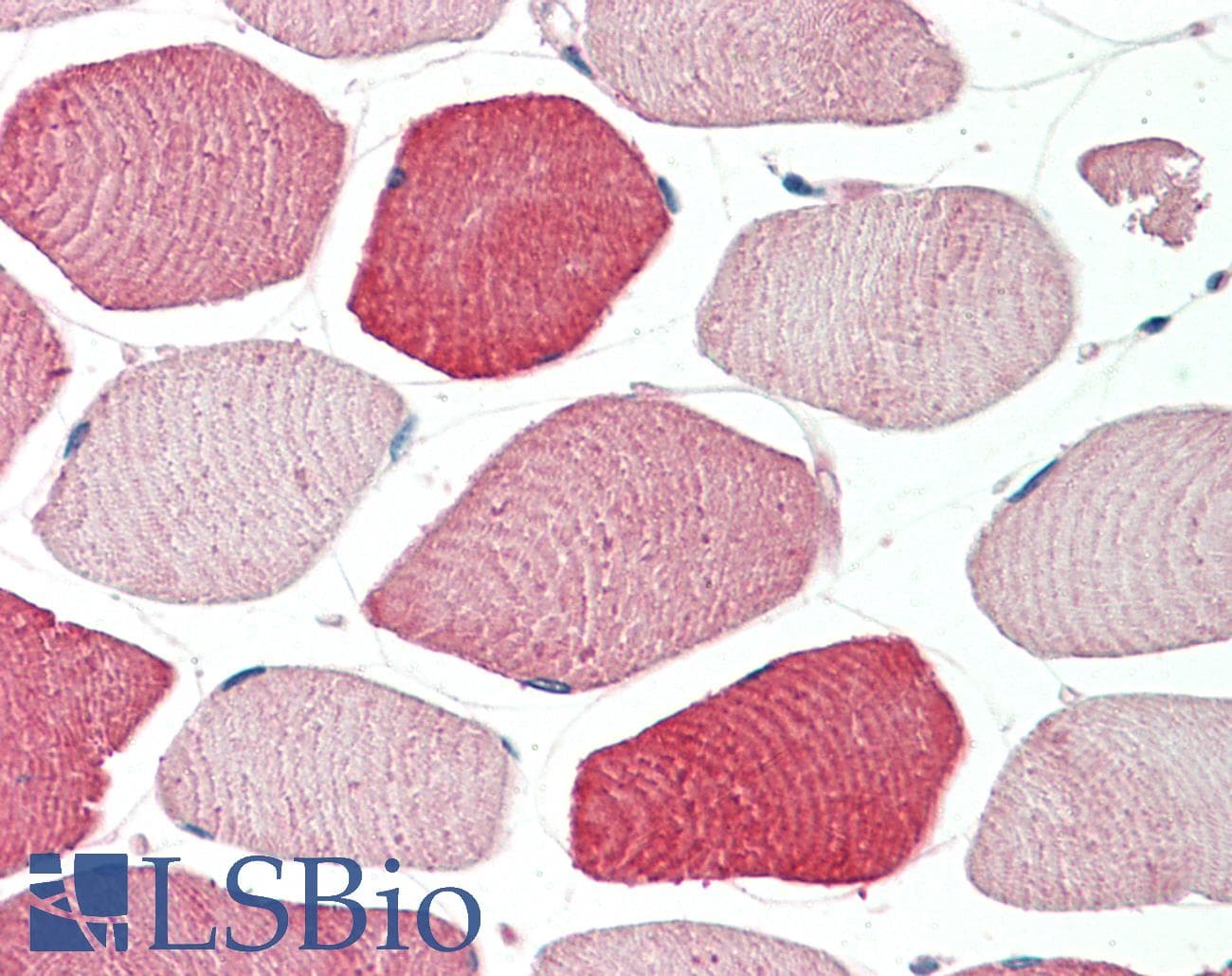 IHC-plus™ Polyclonal Goat anti-Human TOM1L2 Antibody (aa494-507, IHC, WB)