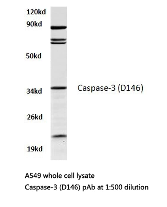CASP3 / Caspase 3 Antibody (Asp146)