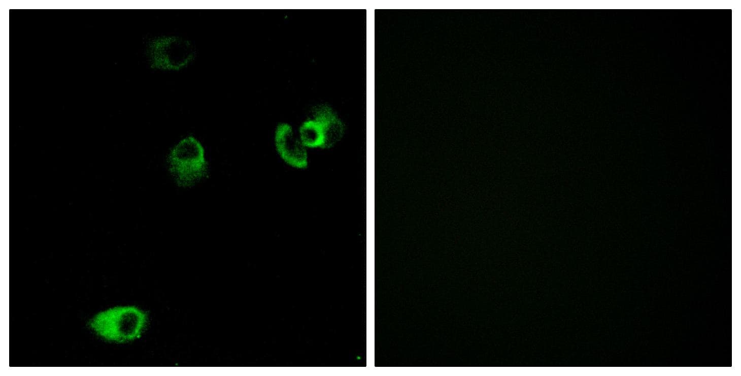 Polyclonal Rabbit anti-Human DRD4 / Dopamine Receptor D4 Antibody (IF, WB)