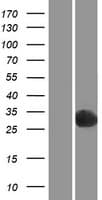 PGPEP1 Protein (Over-Expression Lysate Myc-DDK (Flag))