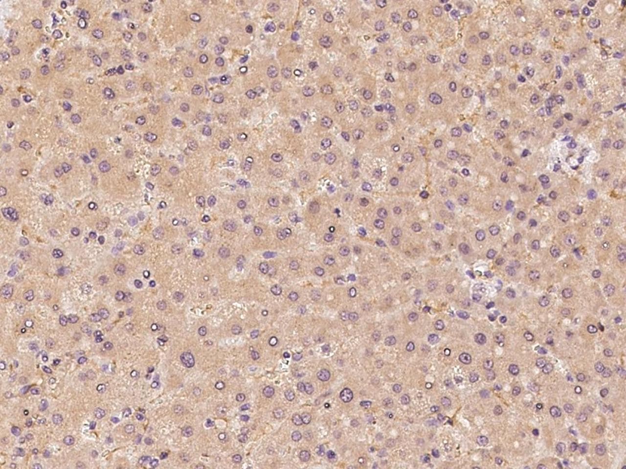 CYP39A1 Antibody