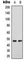Polyclonal Rabbit anti-Human GATA3 Antibody (phospho-Ser308, IF, WB)