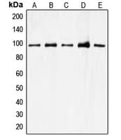 CDC27 Antibody (Internal)