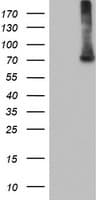 Monoclonal Mouse anti-Human EPM2AIP1 Antibody (clone OTI2A2, IHC, WB)