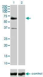 Monoclonal Mouse anti-Human RAF1 / RAF Antibody (clone 1H4, WB)