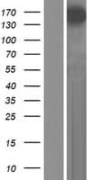 SYNPO2 / Synaptopodin 2 Protein (Over-Expression Lysate Myc-DDK (Flag))