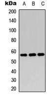 MYC / c-Myc Antibody (C-Terminus)