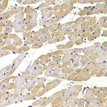 FIS1 Antibody