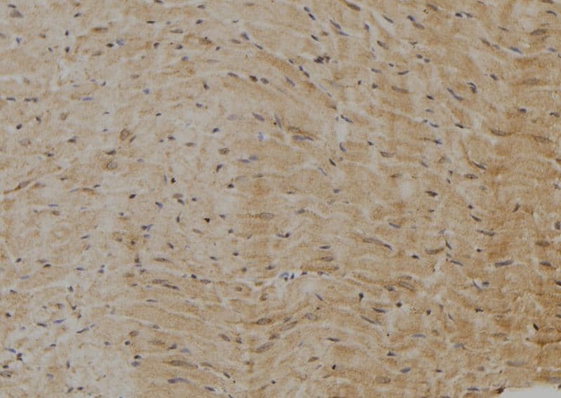 AXIN2 / Axin 2 Antibody