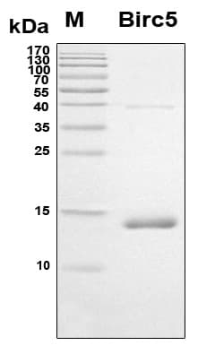 Mouse BIRC5 / Survivin Protein (Recombinant 6His, N-terminus)