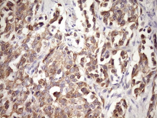 GLOD2 / MCEE Antibody (clone OTI6A1)