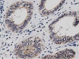 DNAJA2 Antibody (clone OTI3A10)