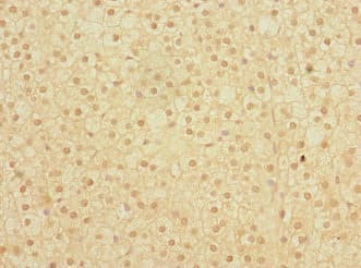 ERVFRD-1 / HERV-FRD Antibody