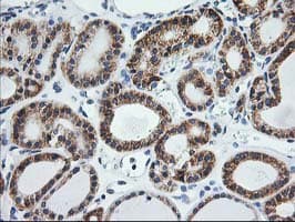 SSR1 Antibody (clone OTI4C7, Carrier-free)