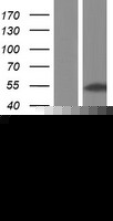 SMAD3 Protein (Over-Expression Lysate Myc-DDK (Flag))