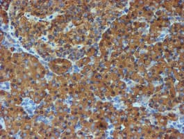 PDIA4 / ERP72 Antibody (clone OTI2B9)