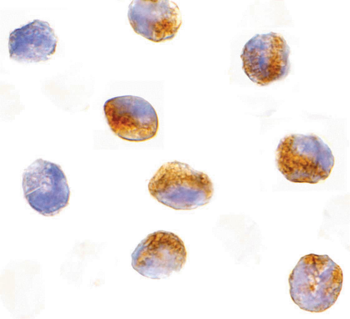 IHC-plus™ CARD9 Antibody