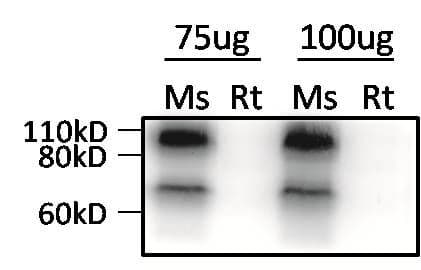 KLHL1 Antibody (clone 3A8)