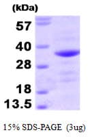 Human BAG1 / BAG-1 Protein (Recombinant)