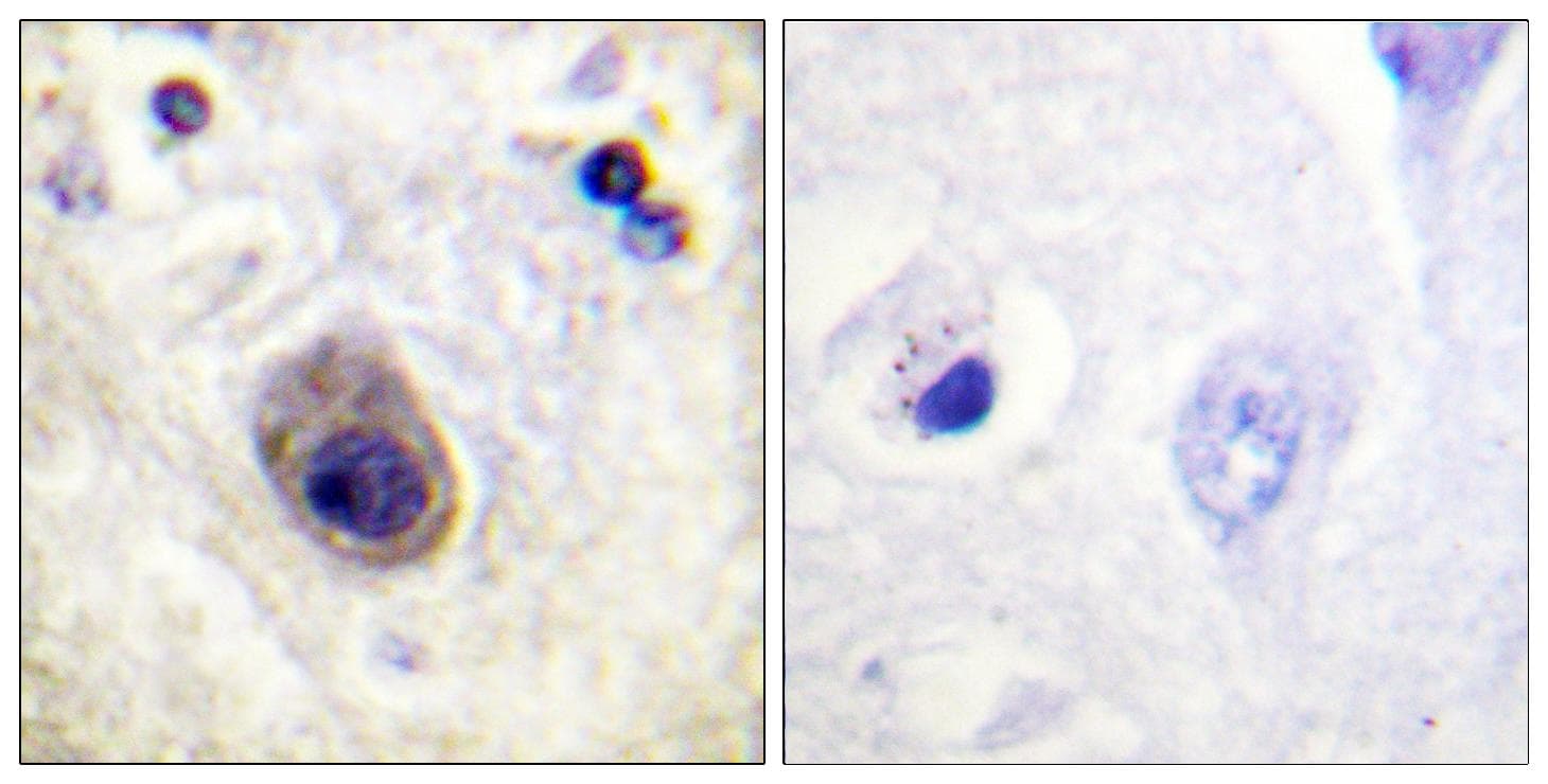 GJA1 / CX43 / Connexin 43 Antibody (phospho-Ser261)