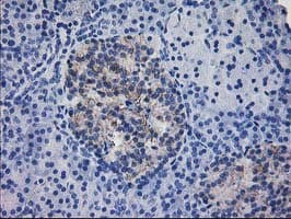 IFI35 Antibody (clone OTI1C9)