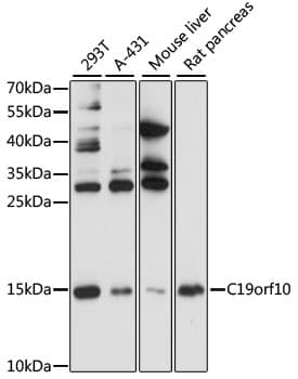 MYDGF / SF20 Antibody