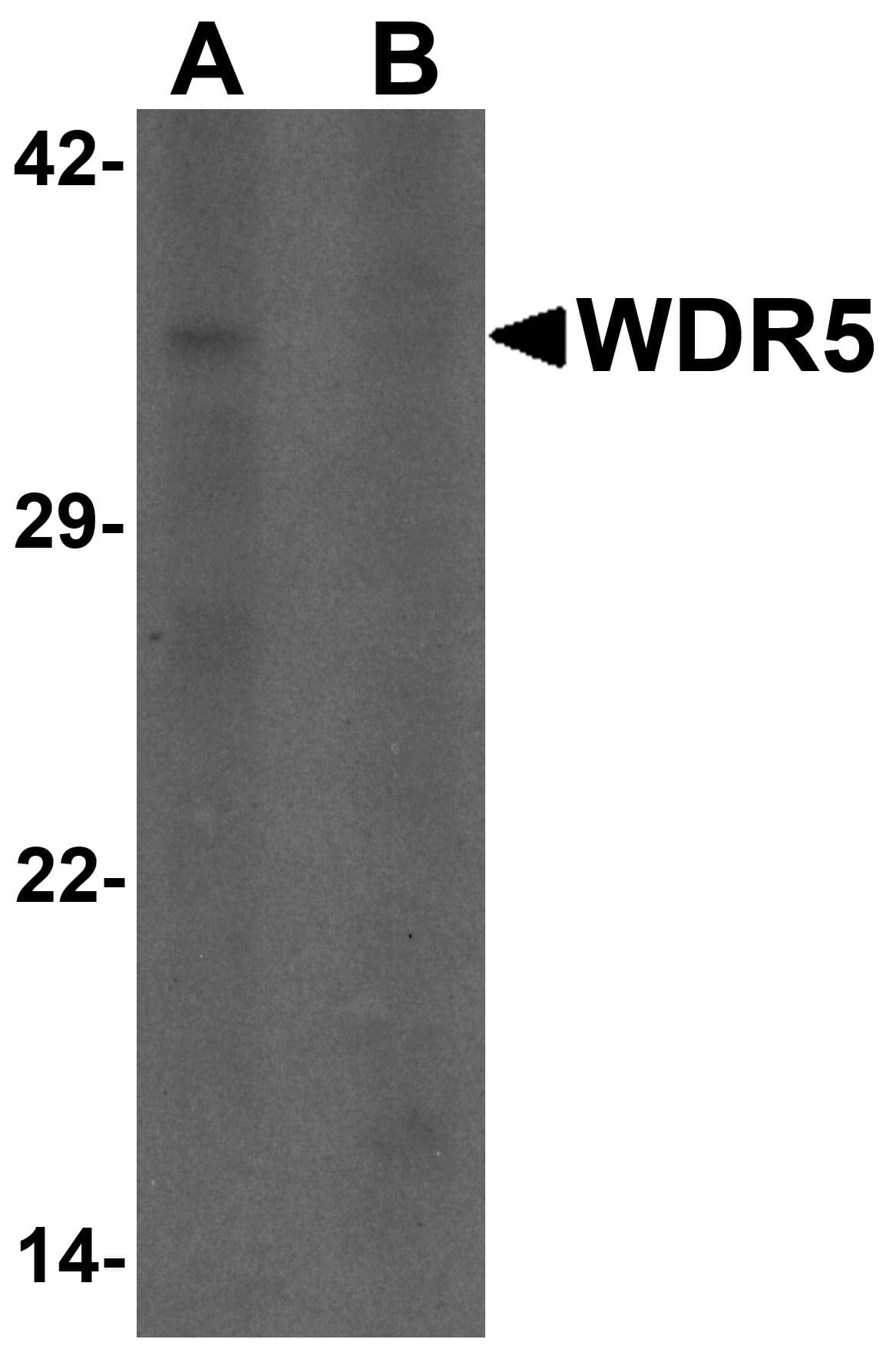 IHC-plus™ WDR5 Antibody