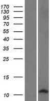 DEFB127 Protein (Over-Expression Lysate Myc-DDK (Flag))