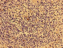 IL2RG / CD132 Antibody