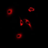 IHC-plus™ HMT / HNMT Antibody