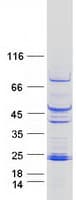 Human PHLDA2 / TSSC3 Protein (Recombinant Myc-DDK (Flag))