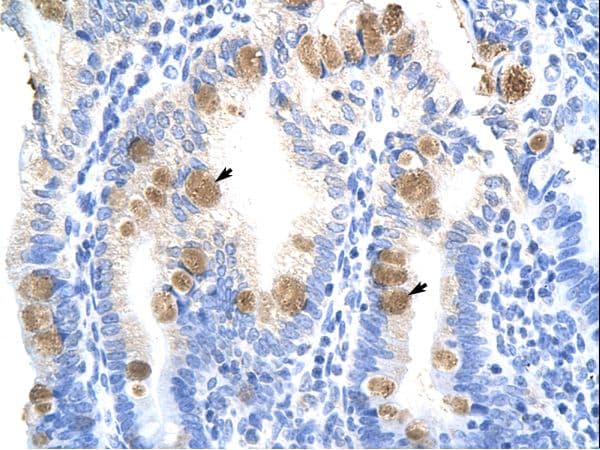 TEAD3 Antibody (C-Terminus, HRP)