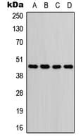 Aspartate Aminotransferase Antibody (N-Terminus)