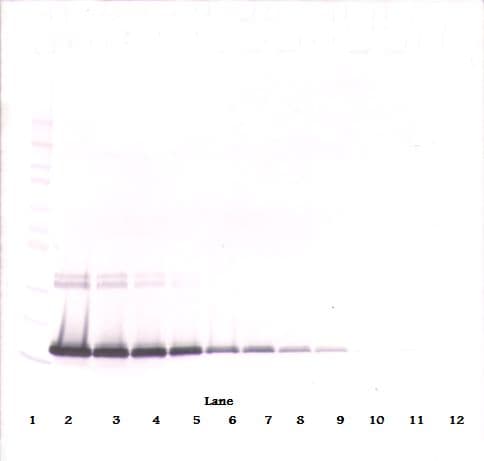 IL2 Antibody