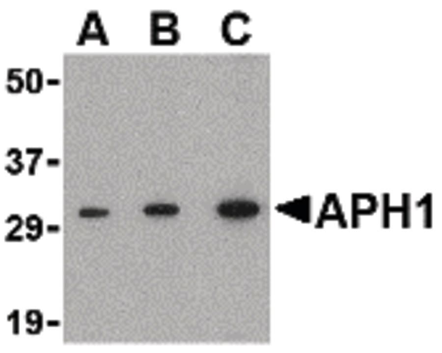 IHC-plus™ APH1A / APH-1 Antibody