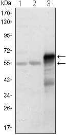 Monoclonal Mouse anti-Human ETS1 / ETS-1 Antibody (clone 10D2, IHC, WB)