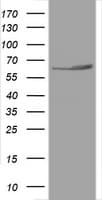 PathPlus™ HSPD1 / HSP60 Antibody (clone OTI3A2)