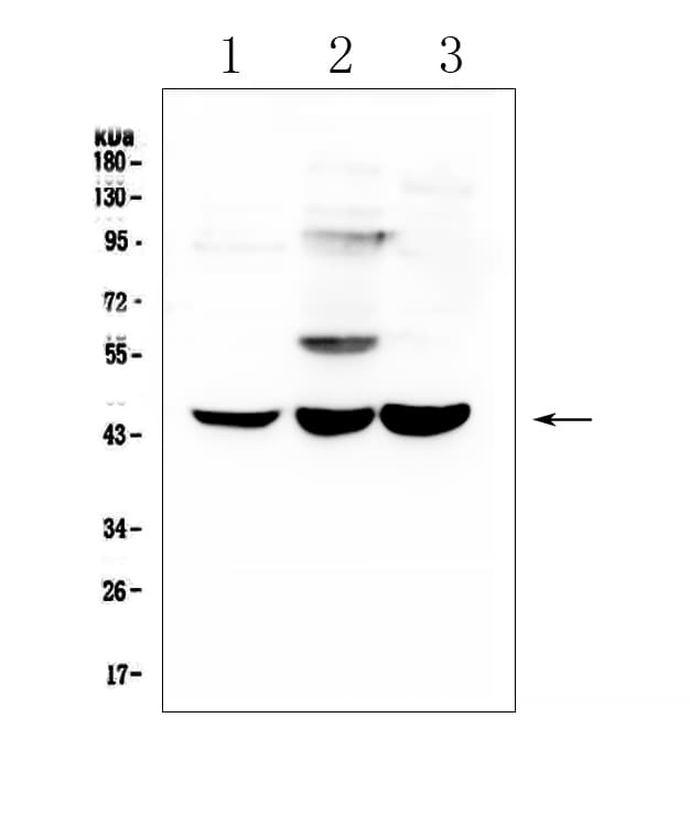 ELAVL2 / HUB Antibody
