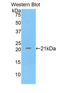 ANXA4 / Annexin IV Antibody (aa146-309, APC)