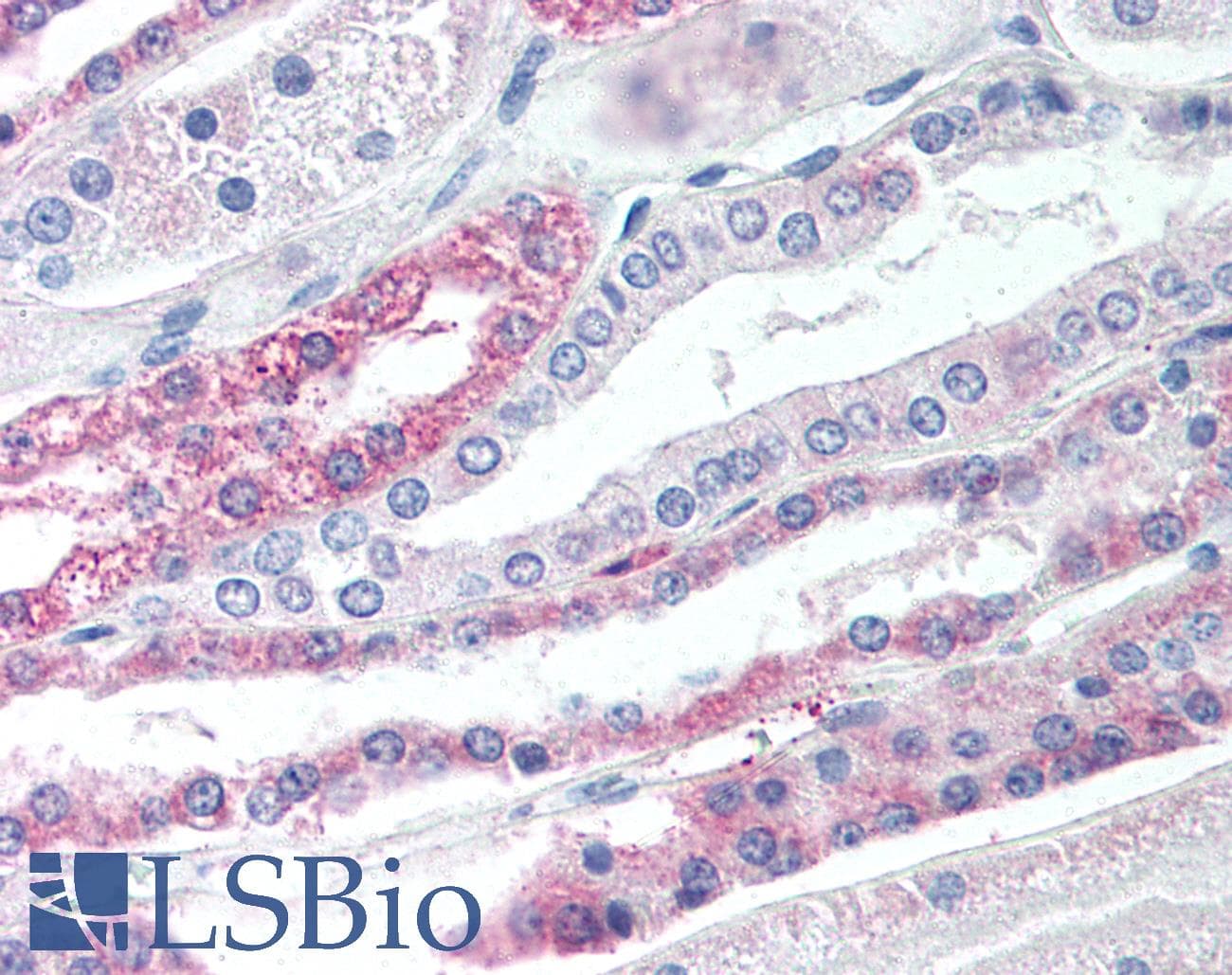 IHC-plus™ GPBAR1 / TGR5 Antibody (Cytoplasmic Domain)
