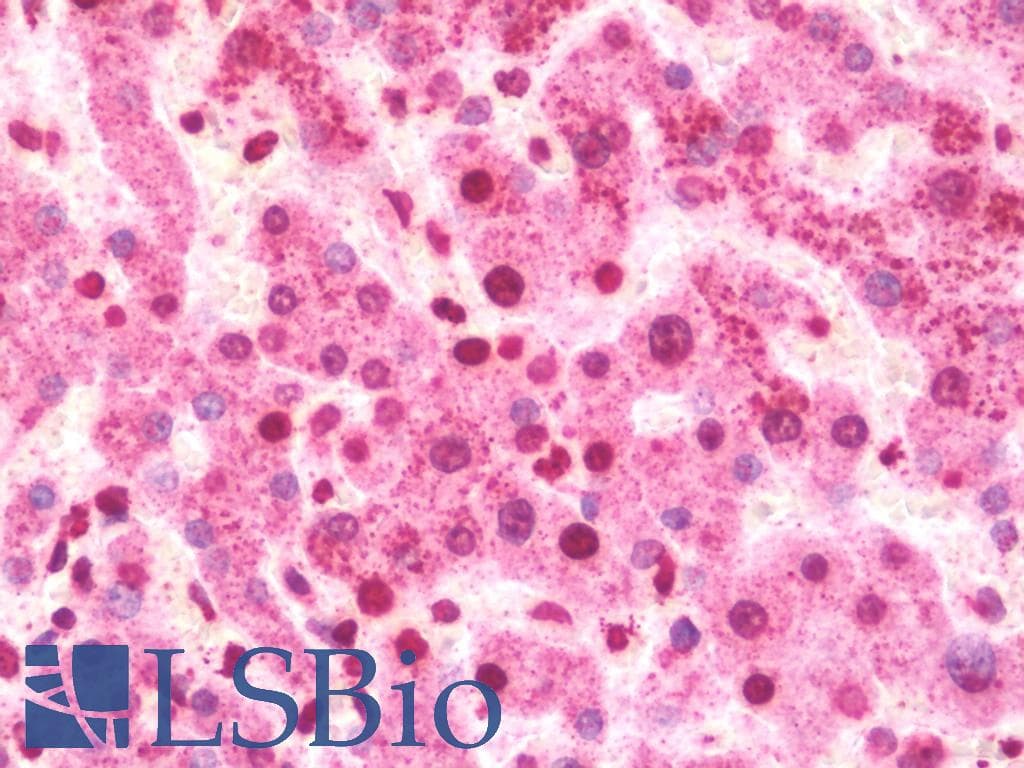 ABL1 / c-ABL Antibody (phospho-Tyr412)