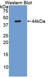 Lumican Antibody (aa19-338, Biotin)