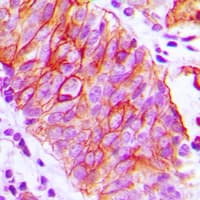 Basigin / Emmprin / CD147 Antibody (C-Terminus)