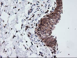 DEF6 Antibody (clone OTI3B2)