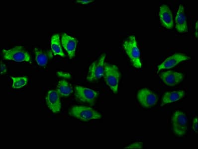 SLC12A2 / NKCC1 Antibody