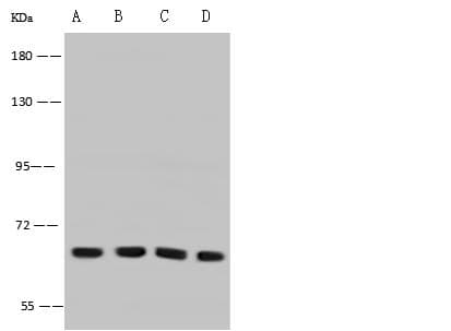 ADGRE5 / CD97 Antibody (Preservative Free)